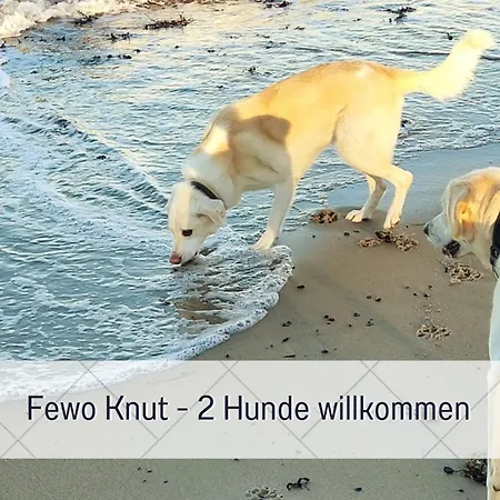 Budde4 Knut - Early Check-in, Haustier, Extralange Betten Sassnitz